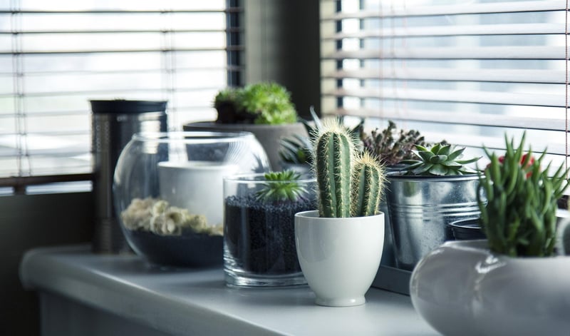 Succulent Gardening