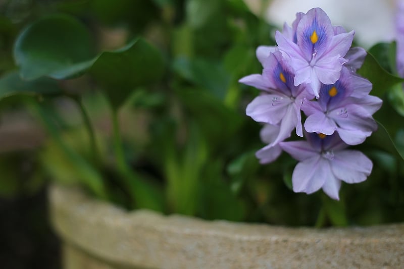 Houseplants in pots