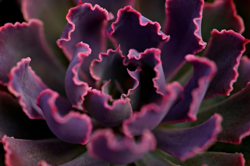 Succulent Collection